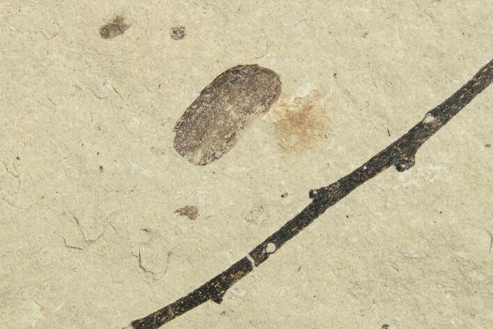 Fossil Beetle (Coleoptera) Elytron - Bois d’Asson, France #254217